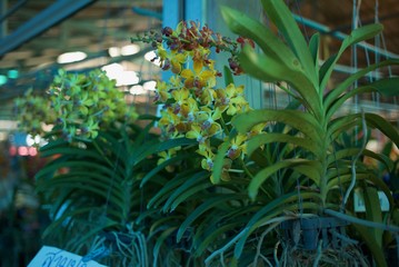 Flowers in the garden