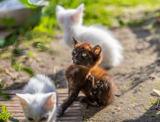 White and black little funny kittens in the morning light. Green blurry background