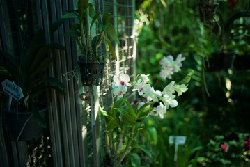 Flowers in the garden