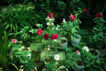 Flowers in the garden