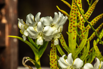 fleur blanche tropicale