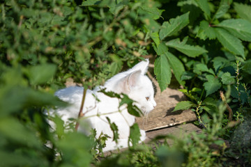White beautiful cat in the morning light.  Blurred green background