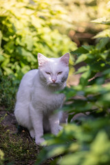 White beautiful cat in the morning light.  Blurred green background