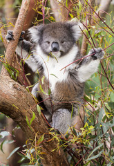 Fluffy young koala eating gum leaves