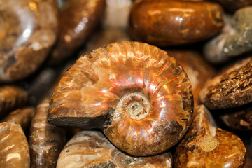 versteinerter Ammonit 