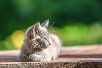 Gray kitten in the grass on blurred green background at the morning.