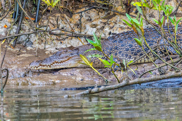 Crocodile sunning on riverbank