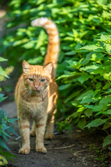 Red cat in the grass on blurred green background at the morning.