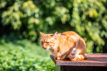 Red cat in the grass on blurred green background at the morning.