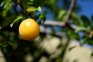 Ciruela amarilla jugosa fresca en las ramas verdes de la huerta