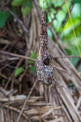 Sunbird nest hanging in tropical rainforest