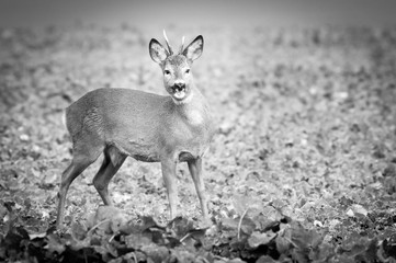deer in the forest