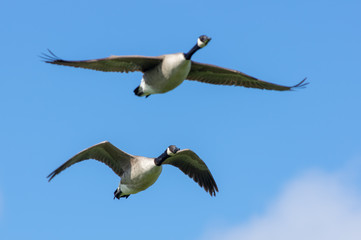 birds in flight