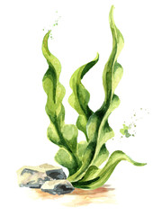 Laminaria seaweed, sea kale. Algae composition. Superfood. Watercolor hand drawn illustration, isolated on white background © dariaustiugova
