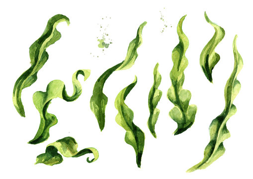 Laminaria seaweed, sea kale. Algae elements set. Superfood. Watercolor hand drawn illustration, isolated on white background