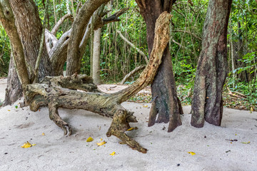 Washed up log on island beach with cloudy sky