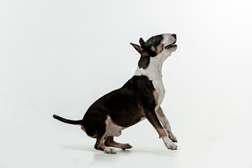 Bull Terrier type Dog on white studio background