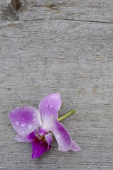 Single purple orchid flower on gray wood background with copy space
