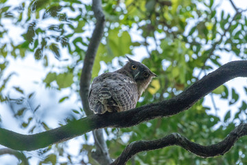 Brown Fish Owl