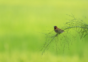 Scaly Breasted Munia