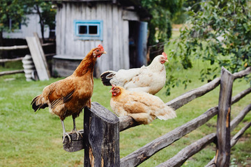 Hens sitting on fence in farm