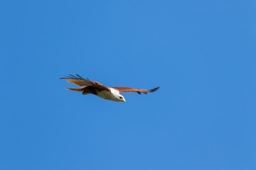 bird in flight