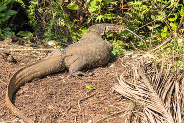 Water Monitor Sri Lanka