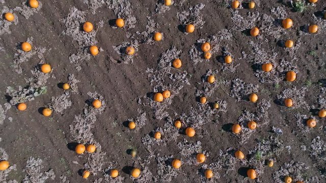 Rising Bird's Eye View of a Large Pumpkin Patch Ready for Harvesting