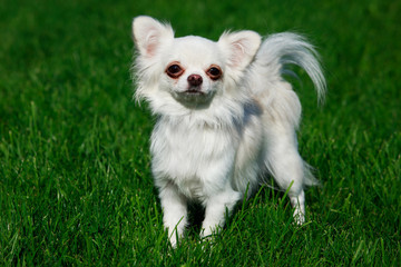 Dog breed Chihuahua