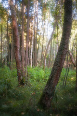 Obraz premium trees in the forest