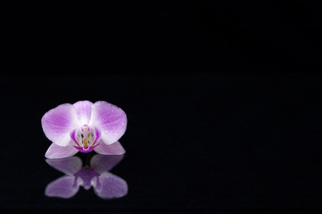 Single purple orchid flower on black background with reflection and copy space