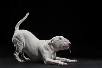 Bull Terrier type Dog on black studio background