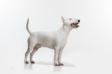 Bull Terrier type Dog on white studio background