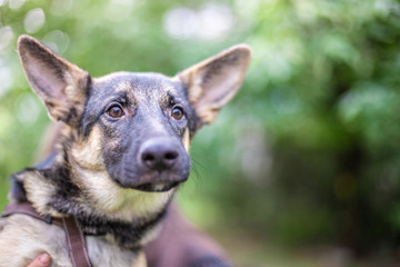 Funny dog with big ears on background of blurred background in park