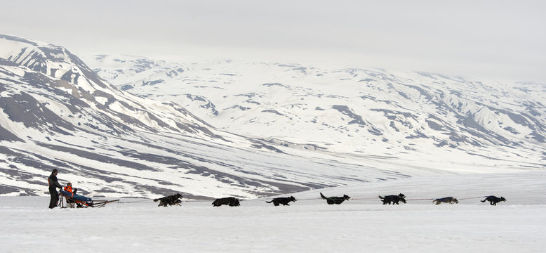 Chien d'attelage, Chien de tra&icirc;neau, musher, Husky, Spitzberg, Svalbard