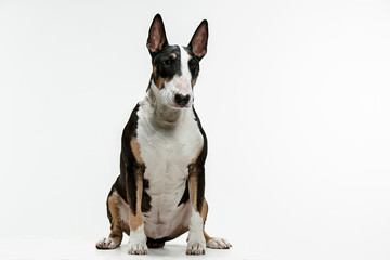Bull Terrier type Dog on white studio background