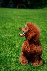 Dog breed small miniature Poodle