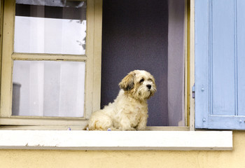 Maltese Terrier sitting on a window sill in Arles, France. Cream walls and blue shutters.