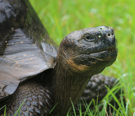 closeup of giant tortise nead, Galapagos  Islands, Eucador