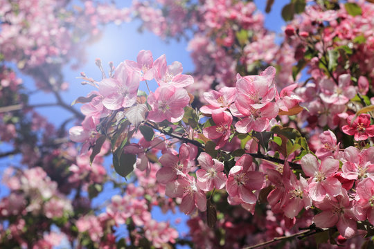 Branches of spring apple tree with beautiful pink flowers