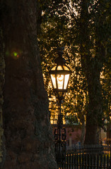 Fototapeta na wymiar sunlight shining through a lamp between trees
