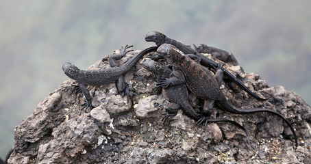 group of  marine iguanas  (Amblyrhynchus cristatus) on lava rock, Galapagos  Islands, Eucador