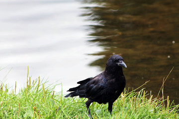 crow on grass