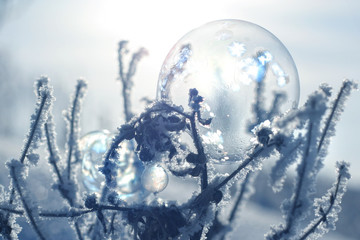 Fototapeta na wymiar frozen soap bubble on plant branch, abstract natural winter background. cold frosty weather. winter season.