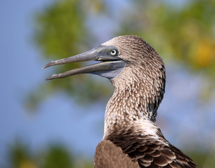 closeup of head of blue-footed booby, Galapagos  Islands, Eucador