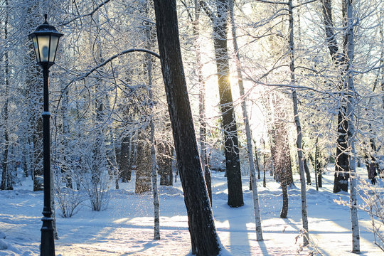 winter sunny landscape with lantern and snowy trees. Beautiful peaceful winter scene with frozen trees in park. frozen cold weather.