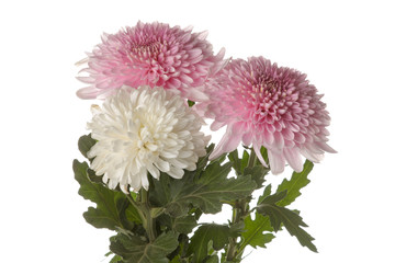 Bouquet of three chrysanthemums on white isolated background. autumn flowers