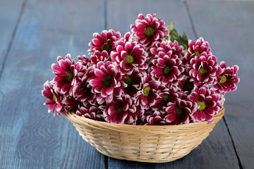 Beautiful autumn chrysanthemum flowers in a basket on a dark blue wooden table