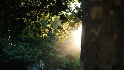 Slow motion - leaves on the branch glow in the rays of sunset. Sunlight peeps out from behind the tree's crown, a bright light fills the space. - Powered by Adobe