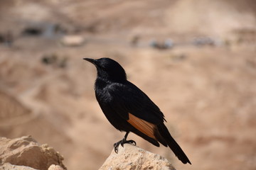 Tristram's starling in Masada